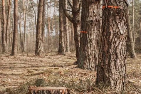 Placemarks on trees that will be cut down Stock-Fotos