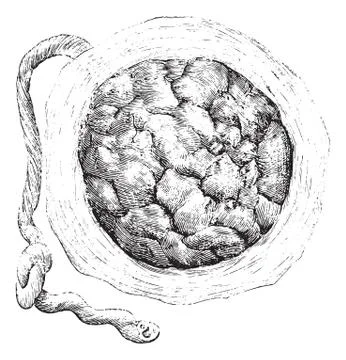 Placenta (external or uterine side), vintage engraving. Stock Illustration