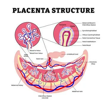 Placenta structure and circulation anatomy diagram poster, medical illustra.. Stock Illustration