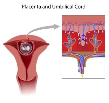 Placenta unlabeled Stock Illustration