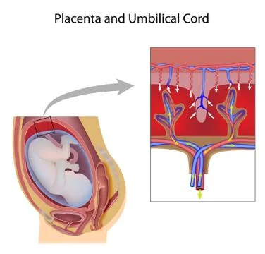 Placenta unlabeled Stock Illustration