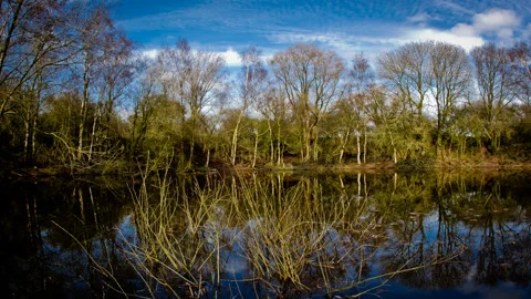 Places of First World War : Pool of Peace crater Stock Footage 89803839