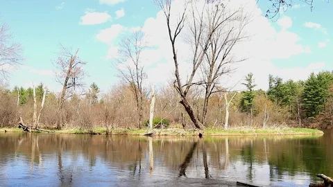 A placid river flows in springtime. Blackbird flies by. Audio of birds. Stock Footage 91979818