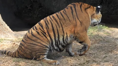 A placid Royal Bengal Tiger lying captive in its cage at an animal reserve. Stock Footage 263739014