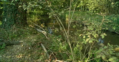 Placid Stream Meanders Downstream in an Early Autumn Forest Stock Footage 202989561