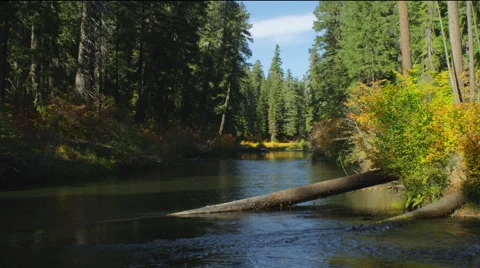 A placid stretch of a forest stream, Oregon Stock Footage 59104534