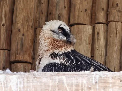 Placide Bearded Vulture Resting On Ledge With Sculptural Feather Layers And.. Stock Photos