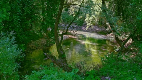 Placido flows the river in the woods between shadow and light Stock Footage 136284736