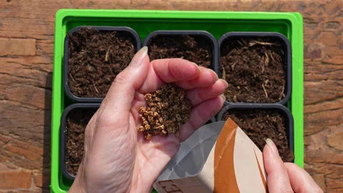 Placing beetroot seeds back in seed package, birds eye view, slow motion 4K Stock Footage 329227351