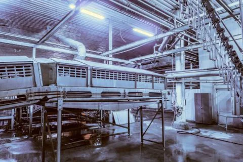 Placing broilers receiving conveyor. The dim blue glow of ultraviolet for lul Stock Photos