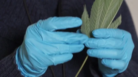 Placing cannabis leaf in test tube Stock Footage 101033744