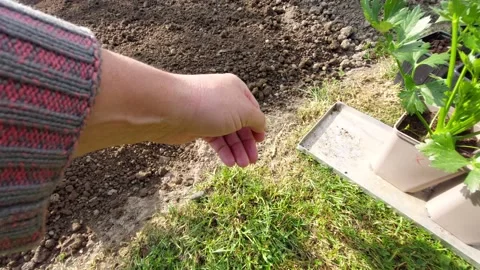 Placing celery seedlings in plastic pots onto a freshly dug garden soil bed Vídeos de archivo 335074806