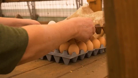 Placing fresh eggs on counter to be shipped Stock Footage 122609112