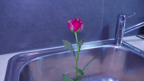 Placing Fresh Roses into a Vase After Stem Preparation at Home Stock Footage 319920191