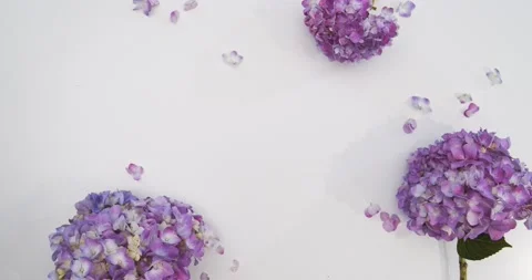 Placing Hydrangea onto a White Background Stock Footage 144080502