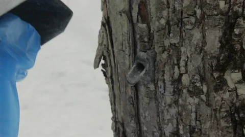 Placing a Maple Sap Collecting Bag Onto A Tree To collect Sap for Maple Sugar Stock Footage 124822706
