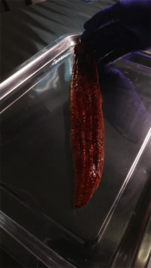 Placing marinated unagi eel fillet onto a stainless steel tray 스톡 동영상 337119180