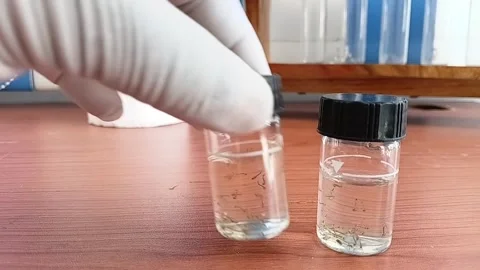 Placing Mosquito Larvae Sample Cells On Table 動画素材 335473238