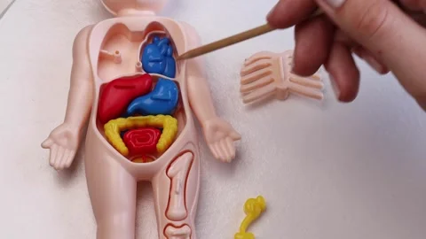 Placing red heart in its correct place inside plastic human body toy and Stock Footage 311237874
