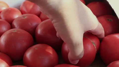Placing Red Tomatoes By Hand In Box. 스톡 동영상 295709237