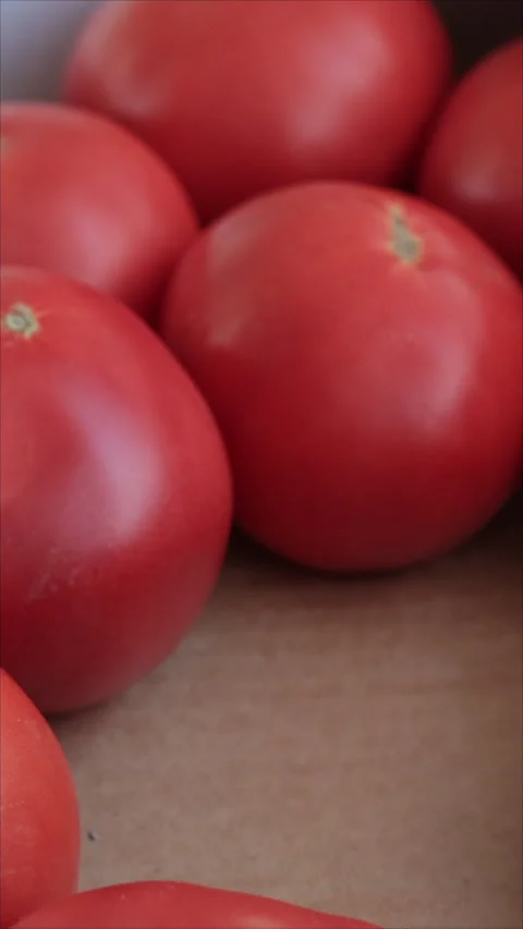 Placing Red Tomatoes By Hand In Box. Stock Footage 322979188