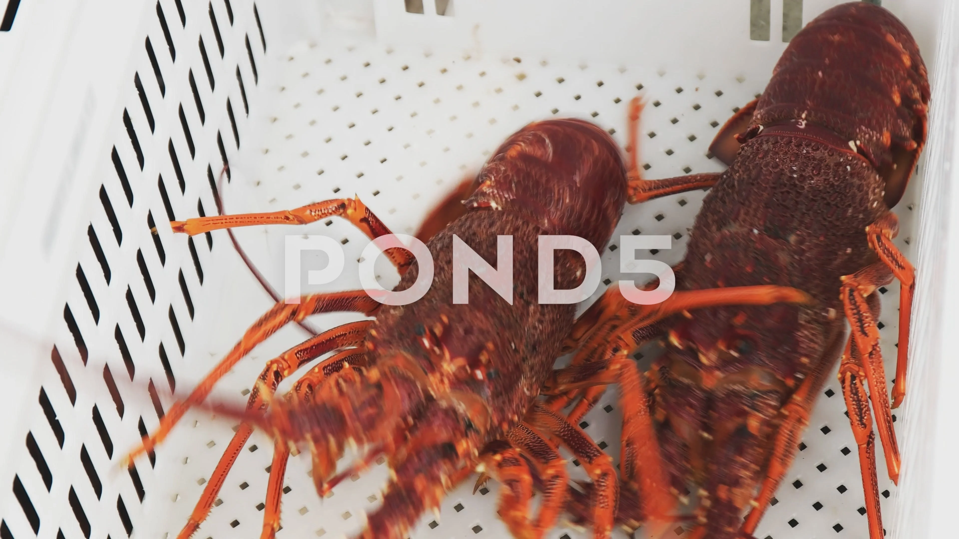 Placing Southern Rock Lobster Into A White Crate Stock Photo