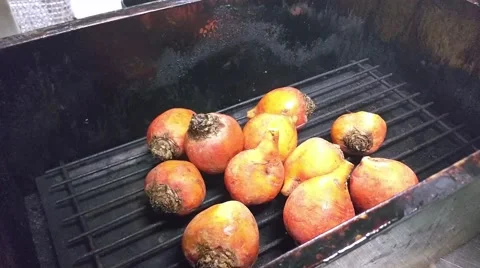 Placing yellow variant of beet, Golden beetroot, beta vulgaris, inside a smok Stock Footage 57093078