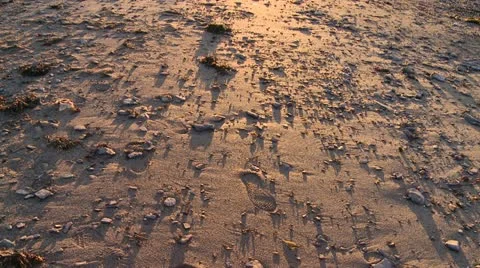 Plage Stock Footage 21830668