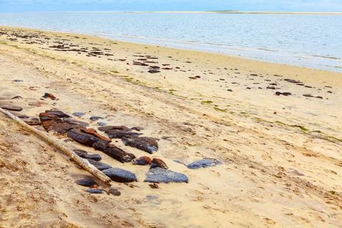 Plage Robinson Stock Photos
