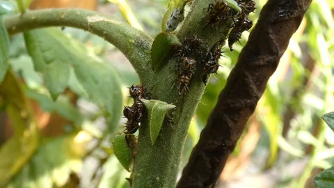 Plague attacking a tomato plant Video stock 99603298
