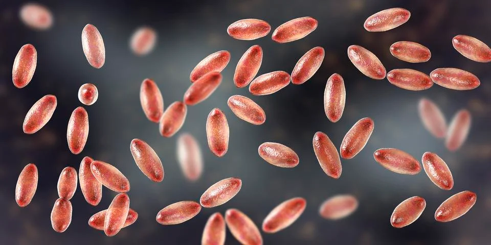 Plague bacteria Yersinia pestis Stock Illustration