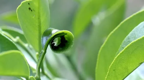 Plague Video stock 10849947