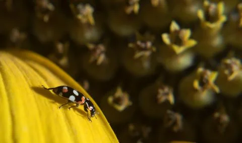 Plague of sunflower Stock Photos