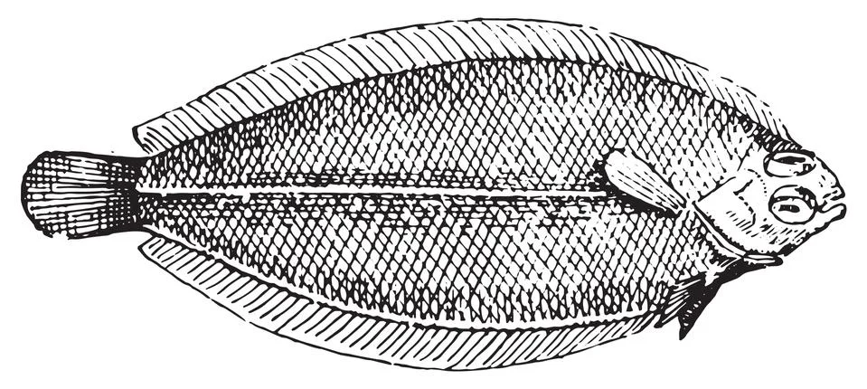 Plaice, vintage engraving. Stock-Illustration