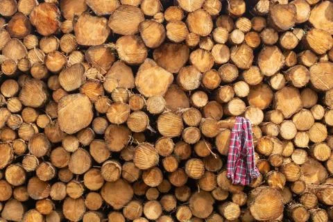 A plaid shirt hooked onto a stack of freshly cut trees striped of branches an Stock Photos