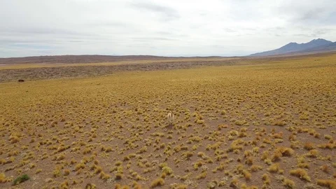 Plain in the Atacama Desert in Chile Stock Footage 84203200