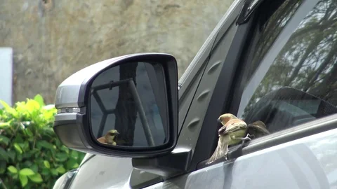 Plain-backed sparrow attacking its own reflection. Stock Footage 71641148