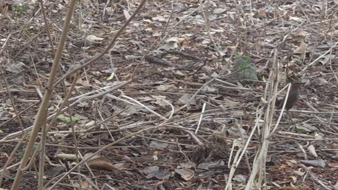 A plain brown California towhee navigates open dirt patches and garden beds. It Stock Footage 337297320