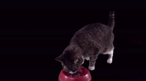 Plain brown tabby cat eating from a red bowl on a black background Stock Footage 56022304
