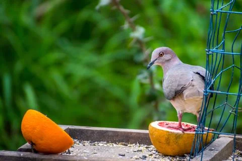 A Plain Chachalaca bird in Estero Llano Grande State Park, Texas Stock Photos