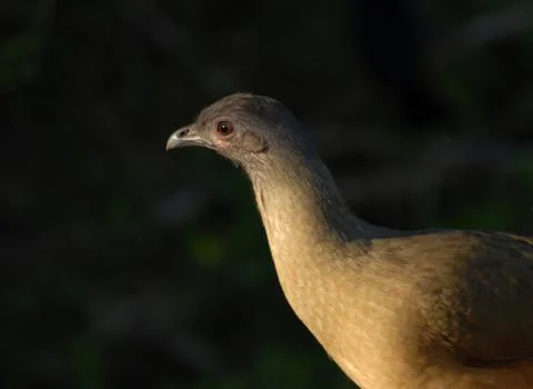 Plain chachalaca Stock Photos