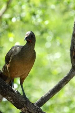 Plain chachalaca Stock Photos