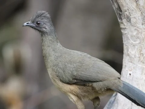 Plain Chachalaca in South Texas Stock Photos