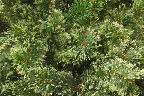 Plain christmas pine Stock Photos