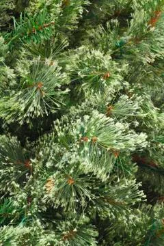 Plain christmas pine Stockfoto's