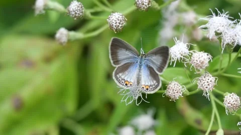 Plain Cupid butterfly with pattern similar orange eyes on blue and black wing Stock Footage 145678302