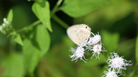 Plain Cupid butterfly seeking nectar on Bitter bush or Siam weed blossom Stock Footage 145678704