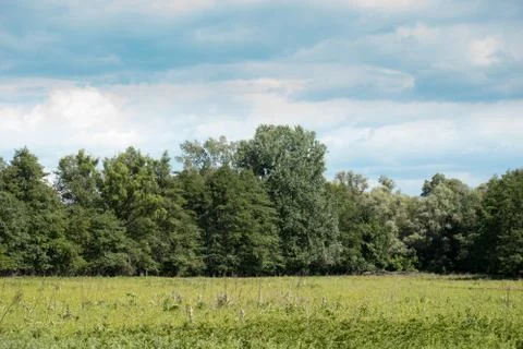 Plain at the edge of a forest Stock Photos