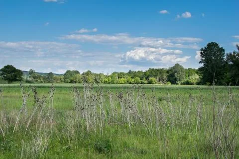 Plain at the edge of a forest Stock Photos