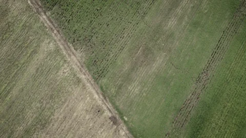 Plain farm in Sa Carlos, fields of grass to feed the livestock Stock Footage 254509515